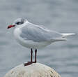 Mouette mélanocéphale