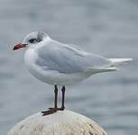 Mouette mélanocéphale
