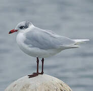 Mouette mélanocéphale