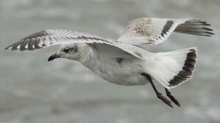 Mouette mélanocéphale