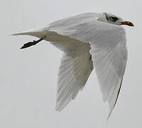 Mediterranean Gull