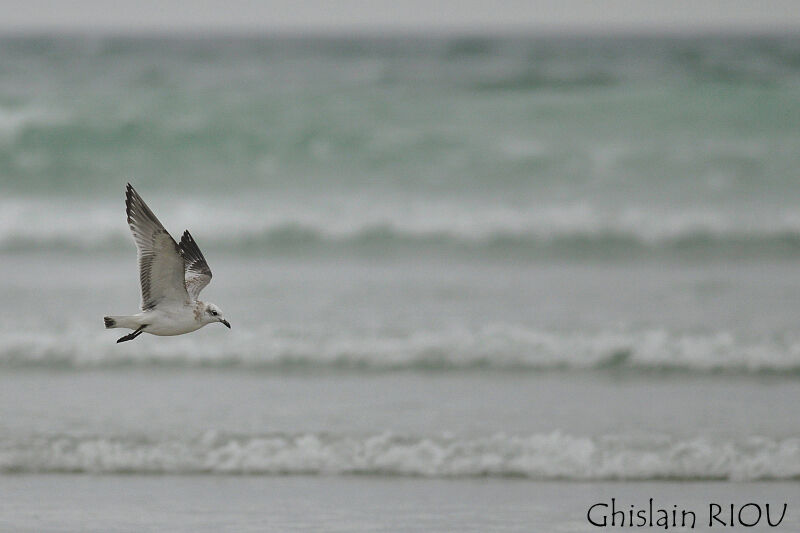 Mediterranean Gull