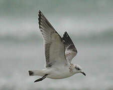 Mediterranean Gull