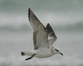 Mouette mélanocéphale