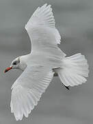 Mediterranean Gull