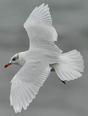 Mouette mélanocéphale