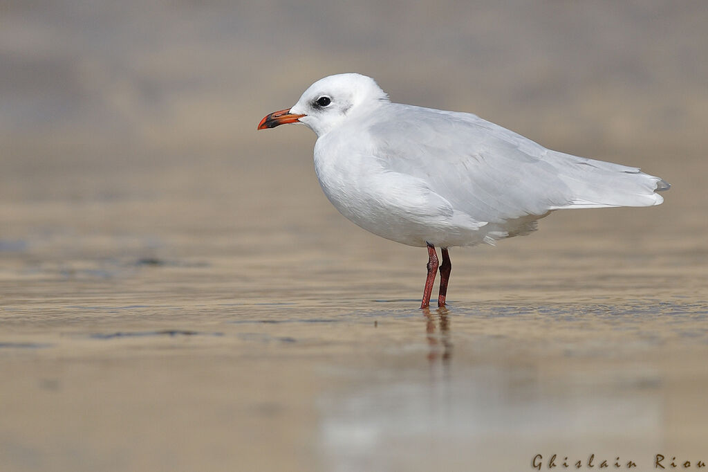 Mouette mélanocéphaleadulte internuptial