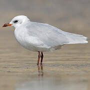 Mediterranean Gull