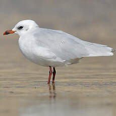 Mouette mélanocéphale