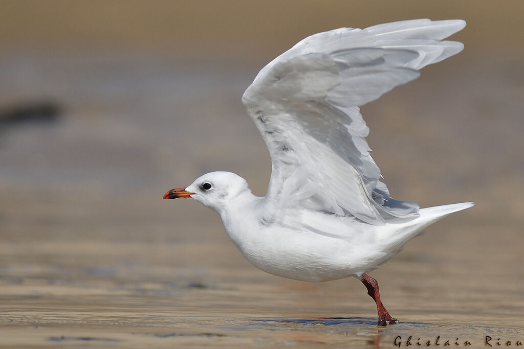 Mouette mélanocéphaleadulte internuptial