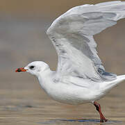 Mediterranean Gull