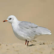 Mouette mélanocéphale