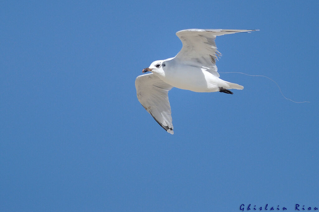 Mouette mélanocéphaleimmature, Vol