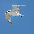 Mouette mélanocéphale