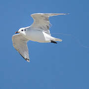 Mouette mélanocéphale