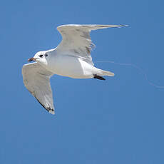 Mouette mélanocéphale