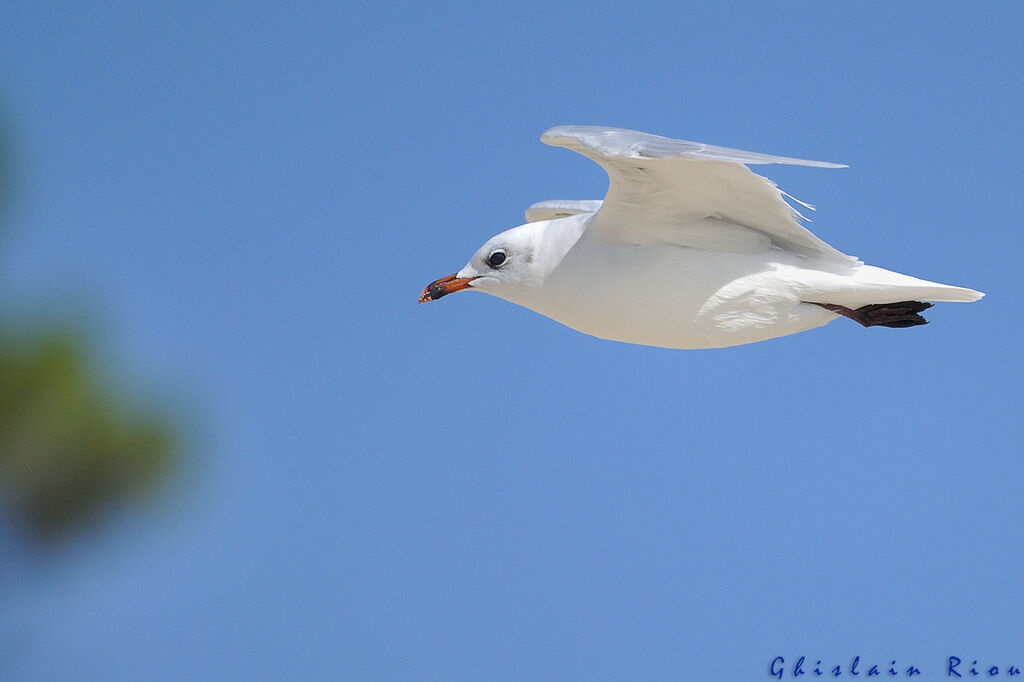 Mouette mélanocéphaleadulte internuptial