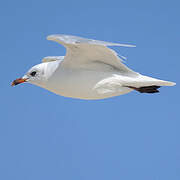 Mouette mélanocéphale