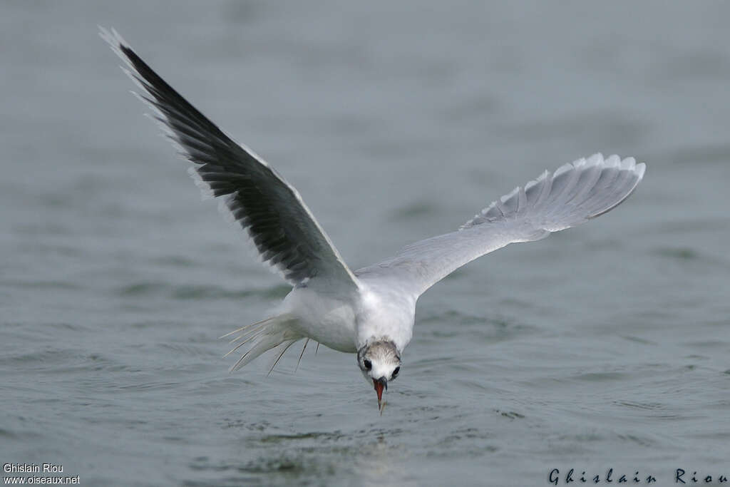 Little Gull