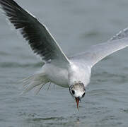 Mouette pygmée