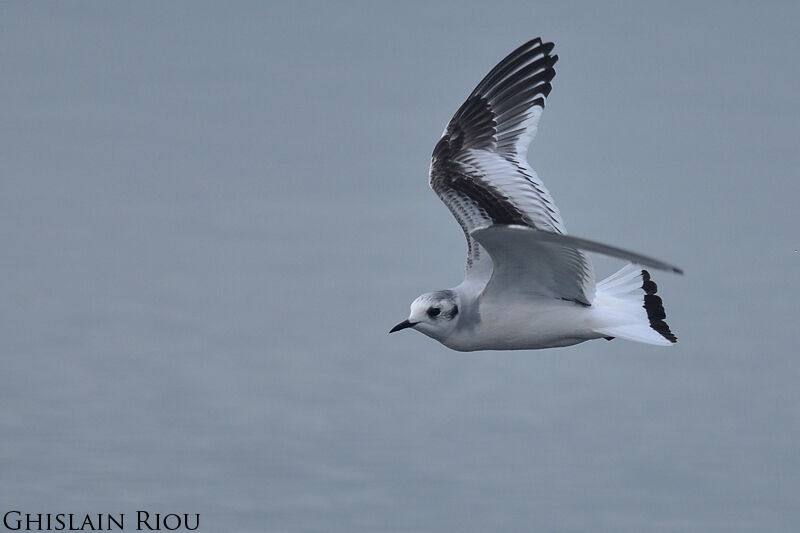 Little GullSecond year