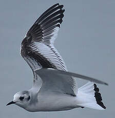 Mouette pygmée