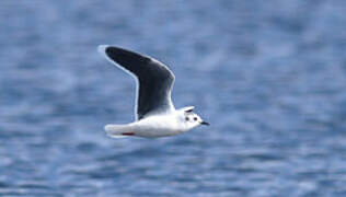 Mouette pygmée