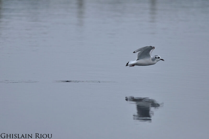 Mouette pygmée2ème année