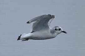 Mouette pygmée