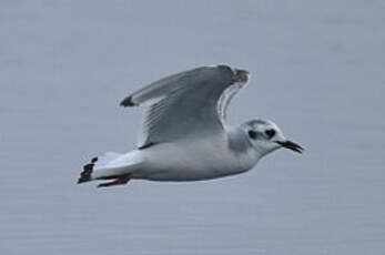 Mouette pygmée