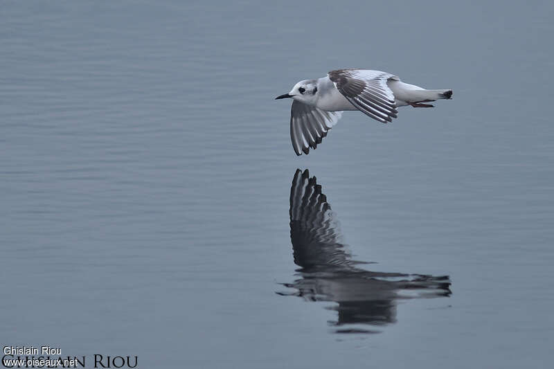 Mouette pygmée