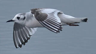 Mouette pygmée