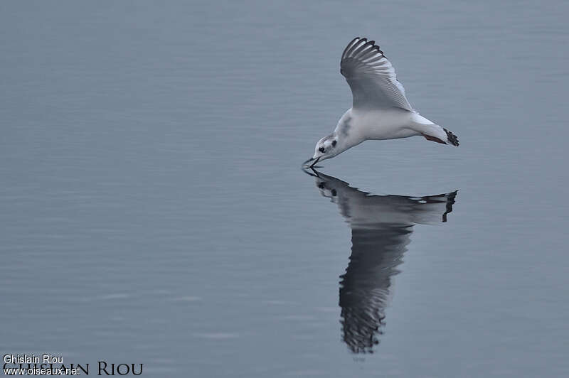 Mouette pygmée2ème année, Vol, pêche/chasse