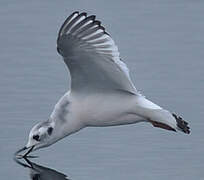 Mouette pygmée