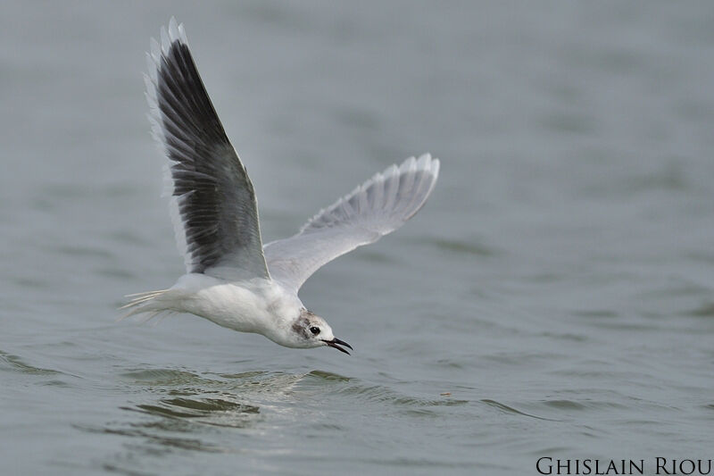 Mouette pygmée