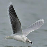 Little Gull