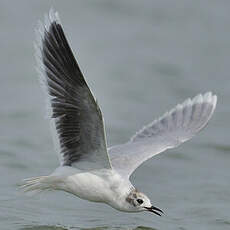 Mouette pygmée