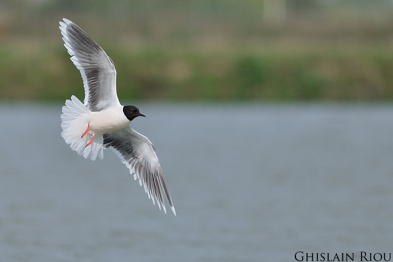 Mouette pygmée