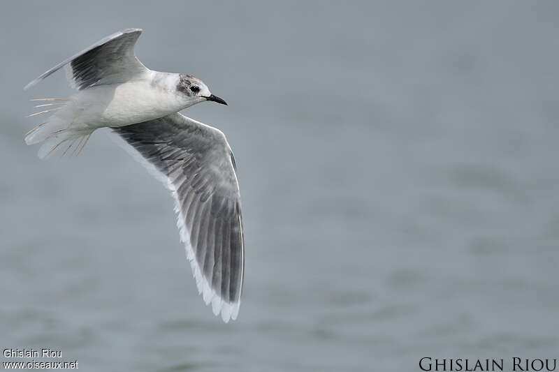 Little Gull