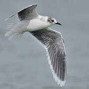 Little Gull