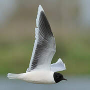 Little Gull