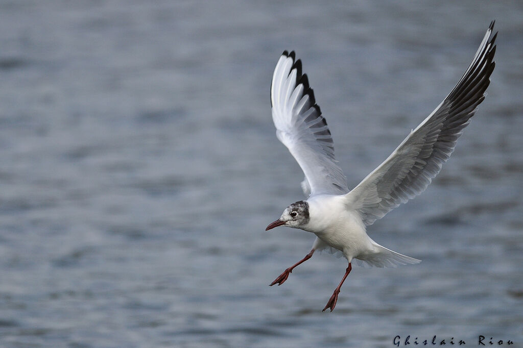 Mouette rieuseadulte, mue