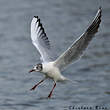 Mouette rieuse