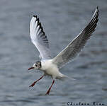 Mouette rieuse