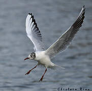 Mouette rieuse