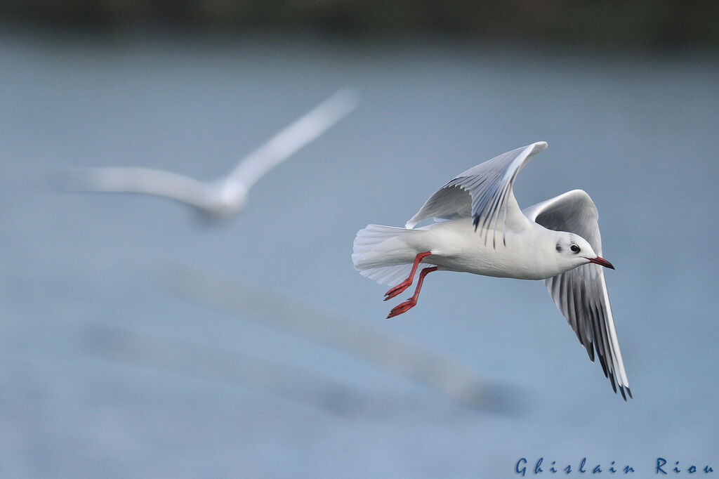 Black-headed Gull