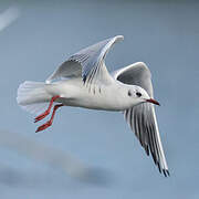 Black-headed Gull