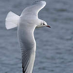 Mouette rieuse