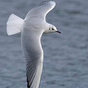 Black-headed Gull