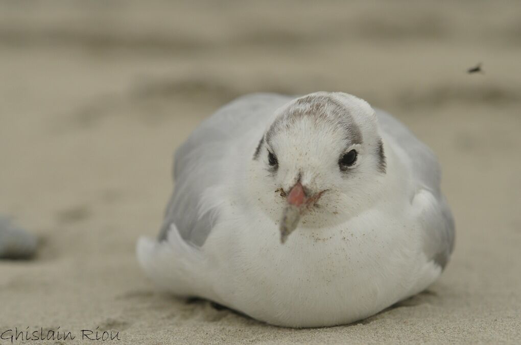 Black-headed Gulladult post breeding